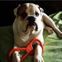 SodaPup Can Opener Tug Dog Chew Toy -Deals Marvel Store✌️ 181053 PT4. SY630 V1564608152