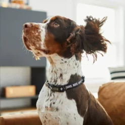 Marvel Logo Dog Collar -Deals Marvel Store✌️ 226348 PT4. SY630 V1614022619