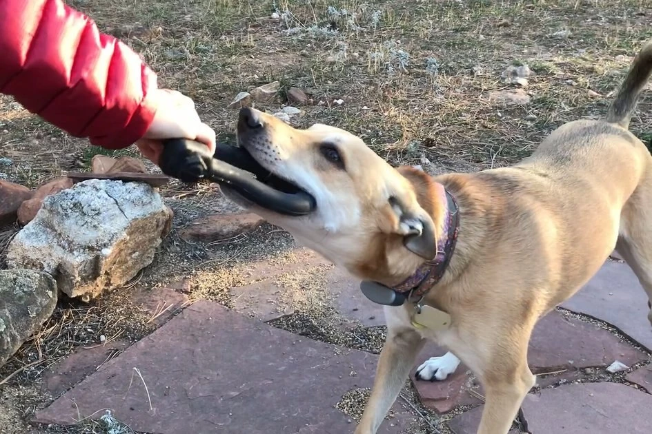 SodaPup Anchor Shackle Tug Dog Toy 4 SodaPup Anchor Shackle Tug Dog Toy - Image 2