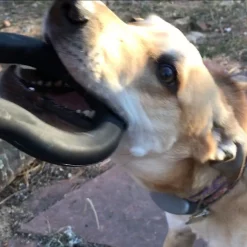 SodaPup Anchor Shackle Tug Dog Toy 14 SodaPup Anchor Shackle Tug Dog Toy -Deals Marvel Store✌️ 346934 PT4. SY630 V1638338813