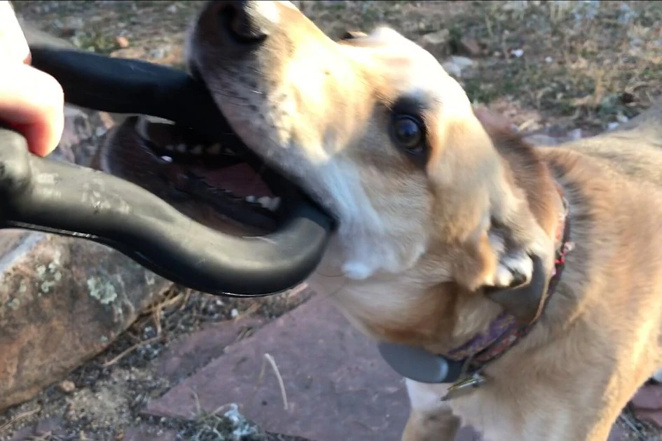 SodaPup Anchor Shackle Tug Dog Toy 7 SodaPup Anchor Shackle Tug Dog Toy - Image 5