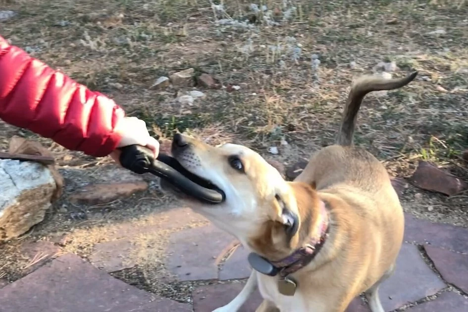 SodaPup Anchor Shackle Tug Dog Toy 9 SodaPup Anchor Shackle Tug Dog Toy - Image 7