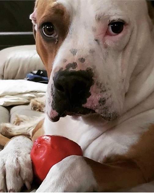 SodaPup Asteroid Rubber Chew Ball & Retrieving Dog Toy 4 SodaPup Asteroid Rubber Chew Ball & Retrieving Dog Toy - Image 2