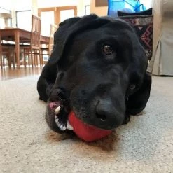 SodaPup Asteroid Rubber Chew Ball & Retrieving Dog Toy 15 SodaPup Asteroid Rubber Chew Ball & Retrieving Dog Toy -Deals Marvel Store✌️ 346936 PT4. SY630 V1638339723