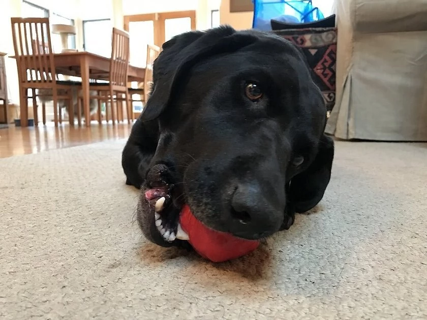 SodaPup Asteroid Rubber Chew Ball & Retrieving Dog Toy 7 SodaPup Asteroid Rubber Chew Ball & Retrieving Dog Toy - Image 5