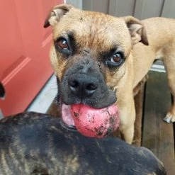 SodaPup Asteroid Rubber Chew Ball & Retrieving Dog Toy 17 SodaPup Asteroid Rubber Chew Ball & Retrieving Dog Toy -Deals Marvel Store✌️ 346936 PT6. SY630 V1638339155