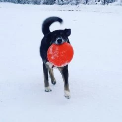 SodaPup Bottle Top Rubber Flying Disk Dog Toy -Deals Marvel Store✌️ 346939 PT3. SY630 V1638400039