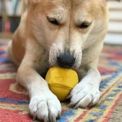 SodaPup Cap Nut Rubber Chew Dog Toy -Deals Marvel Store✌️ 346946 PT6. SY630 V1638310598