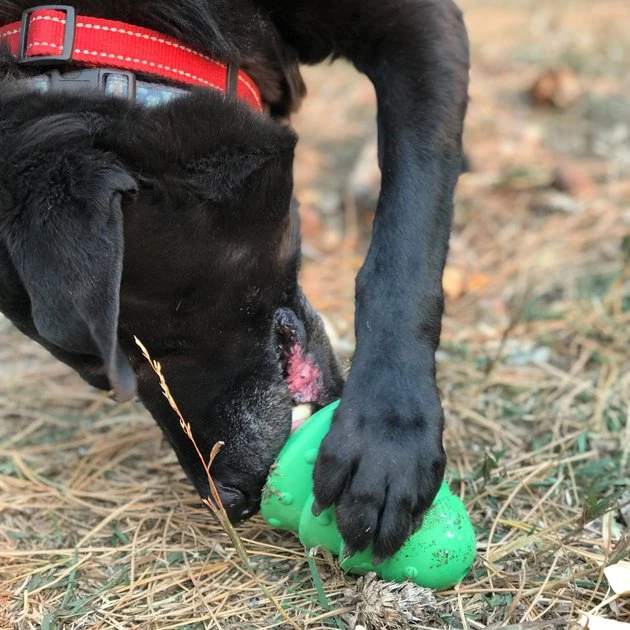 SodaPup Christmas Tree Rubber Treat Dispenser Dog Toy 7 SodaPup Christmas Tree Rubber Treat Dispenser Dog Toy - Image 5