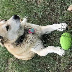 SodaPup Dinosaur Egg Rubber Treat Dispenser Dog Toy -Deals Marvel Store✌️ 346961 PT7. SY630 V1638342111