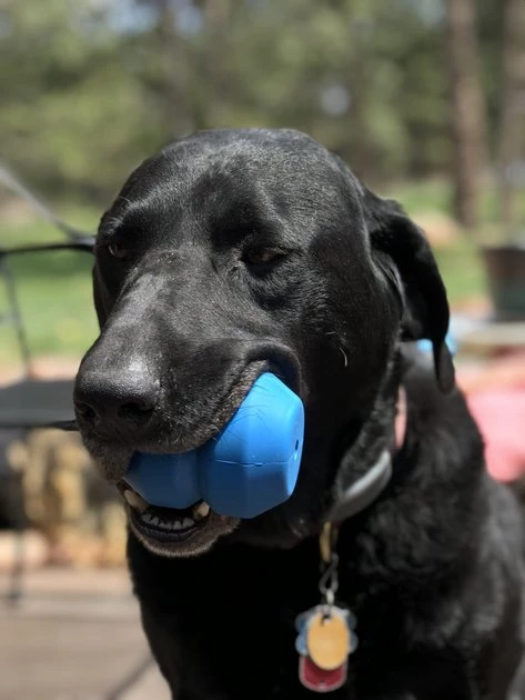 SodaPup Double Trouble Rubber Treat Dispenser Dog Toy 5 SodaPup Double Trouble Rubber Treat Dispenser Dog Toy - Image 3