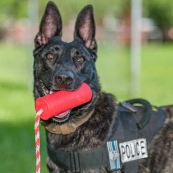 SodaPup Firecracker Rubber Floating Training Dummy Dog Toy -Deals Marvel Store✌️ 346983 PT3. SY630 V1638339710