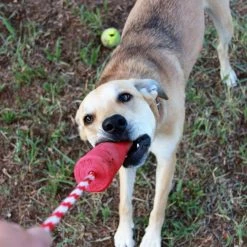 SodaPup Firecracker Rubber Floating Training Dummy Dog Toy -Deals Marvel Store✌️ 346983 PT5. SY630 V1638338538