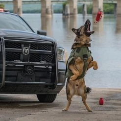 SodaPup Firecracker Rubber Floating Training Dummy Dog Toy -Deals Marvel Store✌️ 346983 PT7. SY630 V1638339395