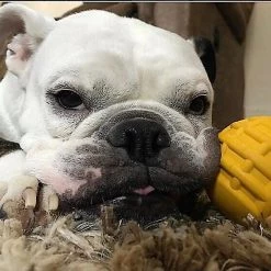 SodaPup Gear Ball Durable Rubber Chew & Retrieving Dog Toy -Deals Marvel Store✌️ 346991 PT8. SY630 V1638340650