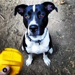 SodaPup Gear Treat Pocket Rubber Chew & Enrichment Dog Toy 17 SodaPup Gear Treat Pocket Rubber Chew & Enrichment Dog Toy -Deals Marvel Store✌️ 346993 PT8. SY630 V1638338256