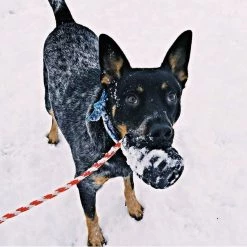 SodaPup Grenade Reward Treat Dispenser Dog Toy -Deals Marvel Store✌️ 346999 PT6. SY630 V1638398254