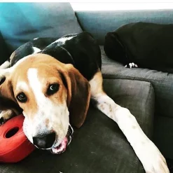 SodaPup Life Ring Rubber Treat Dispenser Dog Toy -Deals Marvel Store✌️ 347024 PT4. SY630 V1638340637