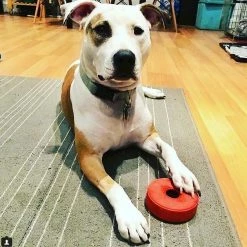 SodaPup Life Ring Rubber Treat Dispenser Dog Toy -Deals Marvel Store✌️ 347024 PT7. SY630 V1638339161