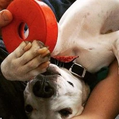 SodaPup Life Ring Rubber Treat Dispenser Dog Toy -Deals Marvel Store✌️ 347024 PT8. SY630 V1638337907