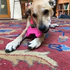 SodaPup Nylon Bone Chew Dog Toy 16 SodaPup Nylon Bone Chew Dog Toy -Deals Marvel Store✌️ 347030 PT7. SY630 V1638341810