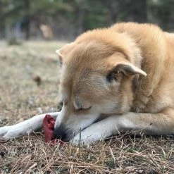 SodaPup Nylon Cherry Pie Chew & Enrichment Dog Toy -Deals Marvel Store✌️ 347036 PT6. SY630 V1638339722