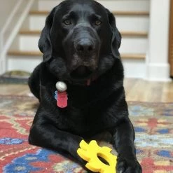 SodaPup Nylon Circular Saw Chew Dog Toy -Deals Marvel Store✌️ 347040 PT7. SY630 V1638340645