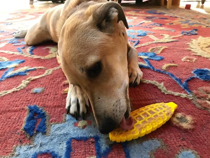 SodaPup Nylon Corn on the Cob Chew & Enrichment Dog Toy 7 SodaPup Nylon Corn on the Cob Chew & Enrichment Dog Toy - Image 5
