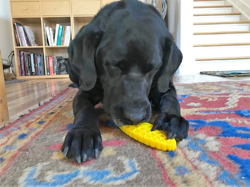 SodaPup Nylon Corn on the Cob Chew & Enrichment Dog Toy 9 SodaPup Nylon Corn on the Cob Chew & Enrichment Dog Toy - Image 7