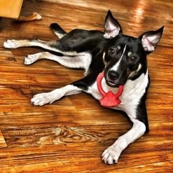 SodaPup Nylon Diamond Teething Ring Chew Dog Toy -Deals Marvel Store✌️ 347046 PT2. SY630 V1638339423