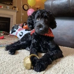 SodaPup Nylon Diamond Teething Ring Chew Dog Toy -Deals Marvel Store✌️ 347046 PT4. SY630 V1638340375