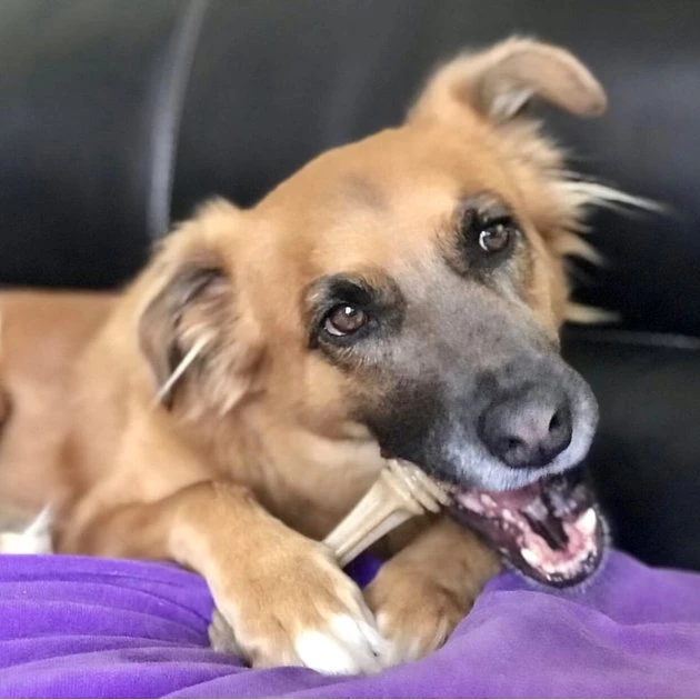 SodaPup Nylon Honey Bone Chew Dog Toy 9 SodaPup Nylon Honey Bone Chew Dog Toy - Image 7