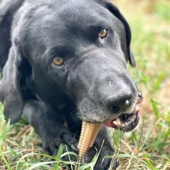 SodaPup Nylon Honey Bone Dental Tower Chew Dog Toy -Deals Marvel Store✌️ 347058 PT4. SY630 V1638399103