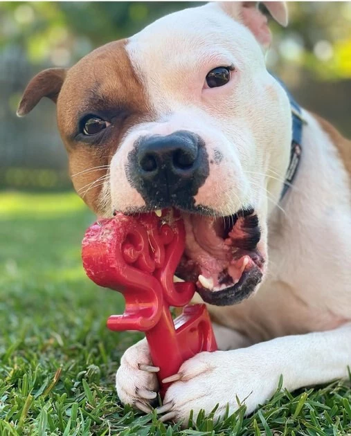 SodaPup Nylon Key to My Heart Chew Dog Toy 4 SodaPup Nylon Key to My Heart Chew Dog Toy - Image 2