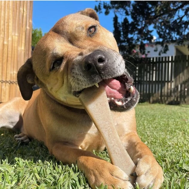 SodaPup Nylon Mod Bone Chew & Enrichment Dog Toy 4 SodaPup Nylon Mod Bone Chew & Enrichment Dog Toy - Image 2