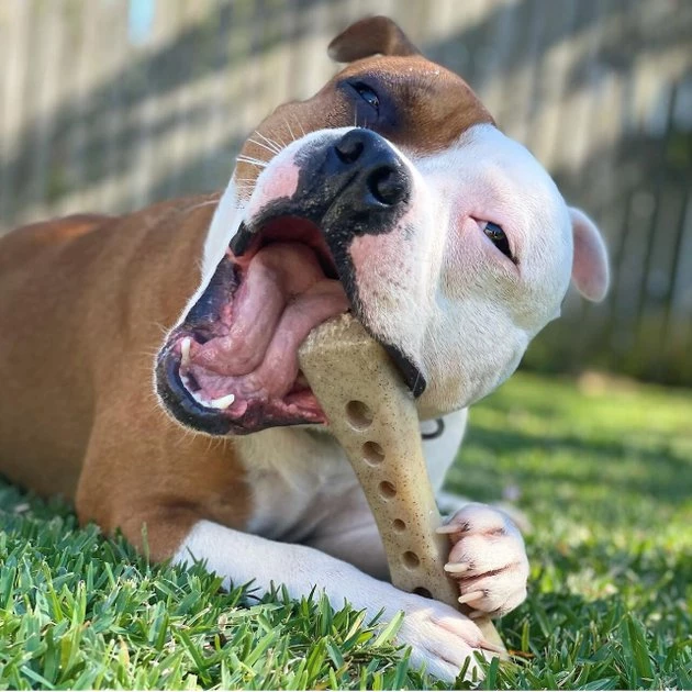 SodaPup Nylon Mod Bone Chew & Enrichment Dog Toy 11 SodaPup Nylon Mod Bone Chew & Enrichment Dog Toy - Image 9