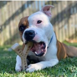 SodaPup Nylon Mod Wishbone Chew & Enrichment Dog Toy -Deals Marvel Store✌️ 347068 PT5. SY630 V1638340913