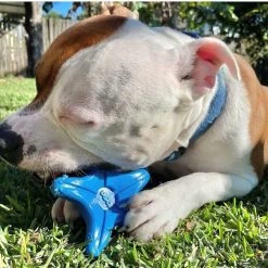 SodaPup Nylon Starfish Chew & Enrichment Dog Toy -Deals Marvel Store✌️ 347086 PT4. SY630 V1638338274