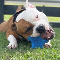 SodaPup Nylon Starfish Chew & Enrichment Dog Toy -Deals Marvel Store✌️ 347086 PT8. SY630 V1638342100