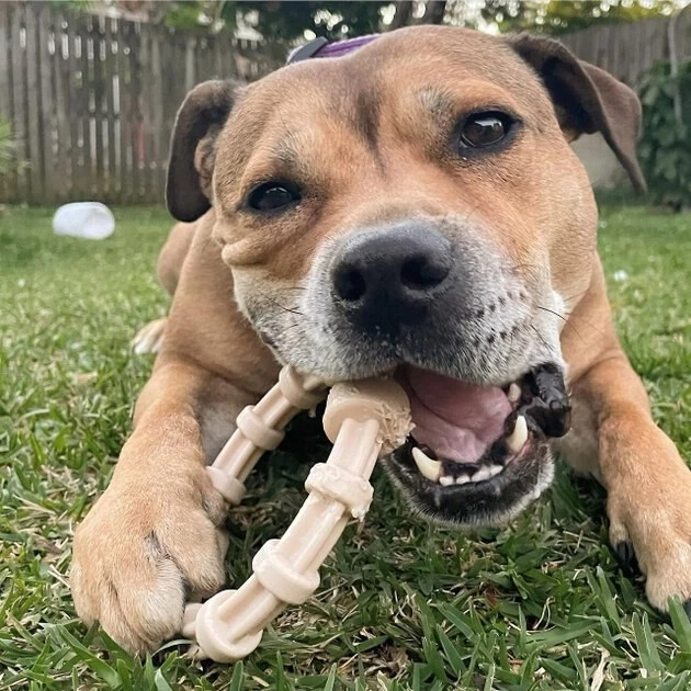 SodaPup Nylon Teething Ring Chew Dog Toy 4 SodaPup Nylon Teething Ring Chew Dog Toy - Image 2