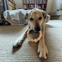 SodaPup Nylon Teething Ring Chew Dog Toy 13 SodaPup Nylon Teething Ring Chew Dog Toy -Deals Marvel Store✌️ 347089 PT4. SY630 V1638341500