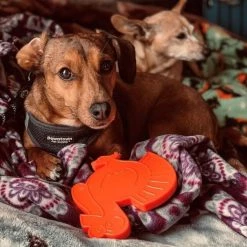 SodaPup Nylon Turkey Chew Dog Toy -Deals Marvel Store✌️ 347093 PT2. SY630 V1638338259