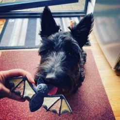 SodaPup Nylon Vampire Bat Chew Dog Toy -Deals Marvel Store✌️ 347095 PT5. SY630 V1638341497