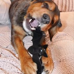 SodaPup Nylon Vampire Bat Chew Dog Toy -Deals Marvel Store✌️ 347095 PT8. SY630 V1638341526