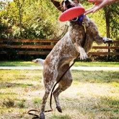 SodaPup Puppy Bottle Top Rubber Flying Disk Dog Toy -Deals Marvel Store✌️ 347098 PT3. SY630 V1638340380