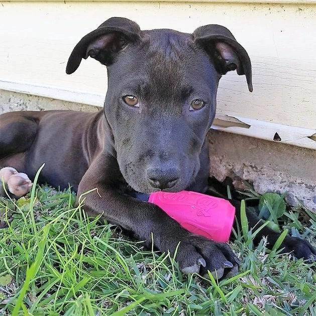 SodaPup Puppy Can Toy Rubber Treat Dispenser Dog Toy 4 SodaPup Puppy Can Toy Rubber Treat Dispenser Dog Toy - Image 2