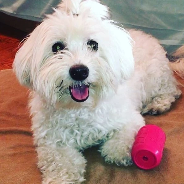 SodaPup Puppy Can Toy Rubber Treat Dispenser Dog Toy 8 SodaPup Puppy Can Toy Rubber Treat Dispenser Dog Toy - Image 6