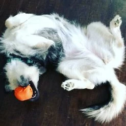 SodaPup Roasted Turkey Rubber Treat Dispenser Dog Toy -Deals Marvel Store✌️ 347106 PT6. SY630 V1638339394