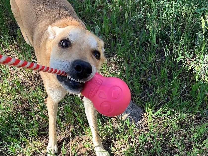 SodaPup Skull Reward Rubber Tug & Retrieving Dog Toy 4 SodaPup Skull Reward Rubber Tug & Retrieving Dog Toy - Image 2
