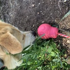 SodaPup Skull Reward Rubber Tug & Retrieving Dog Toy 14 SodaPup Skull Reward Rubber Tug & Retrieving Dog Toy -Deals Marvel Store✌️ 347110 PT5. SY630 V1638341825